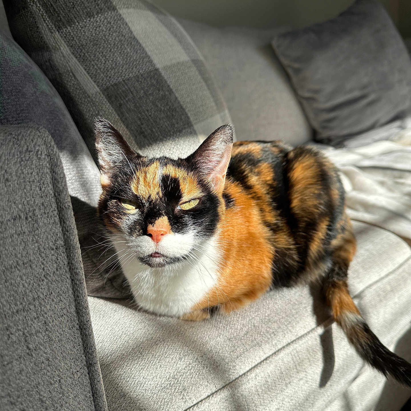 Callie is registered to the contest to win money with this photo: animal, calico_cat, cat, couch, cozy, ears, feline, fur, home, indoor, pet, pillows, portrait, relaxing, resting, shadow, sofa, sunlight, tail, whiskers