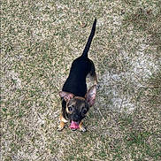 Skinnie joined the competition — help win amazing prizes! animal, canine, cute, daylight, dog, ears, fur, grass, ground, happy, looking_up, mammal, nature, outdoor, pet, playful, puppy, small_dog, tail, tongue_out