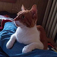 Halo joined the competition — help win amazing prizes! cat, orange_cat, white_cat, indoor, jeans, person_legs, feline, pet, relaxed, resting, wooden_paneling, curtains, casual, domestic, animal, fur, whiskers, paws, looking_away, cozy