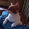 animal, casual, cat, cozy, curtains, domestic, feline, fur, indoor, jeans, looking_away, orange_cat, paws, person_legs, pet, relaxed, resting, whiskers, white_cat, wooden_paneling