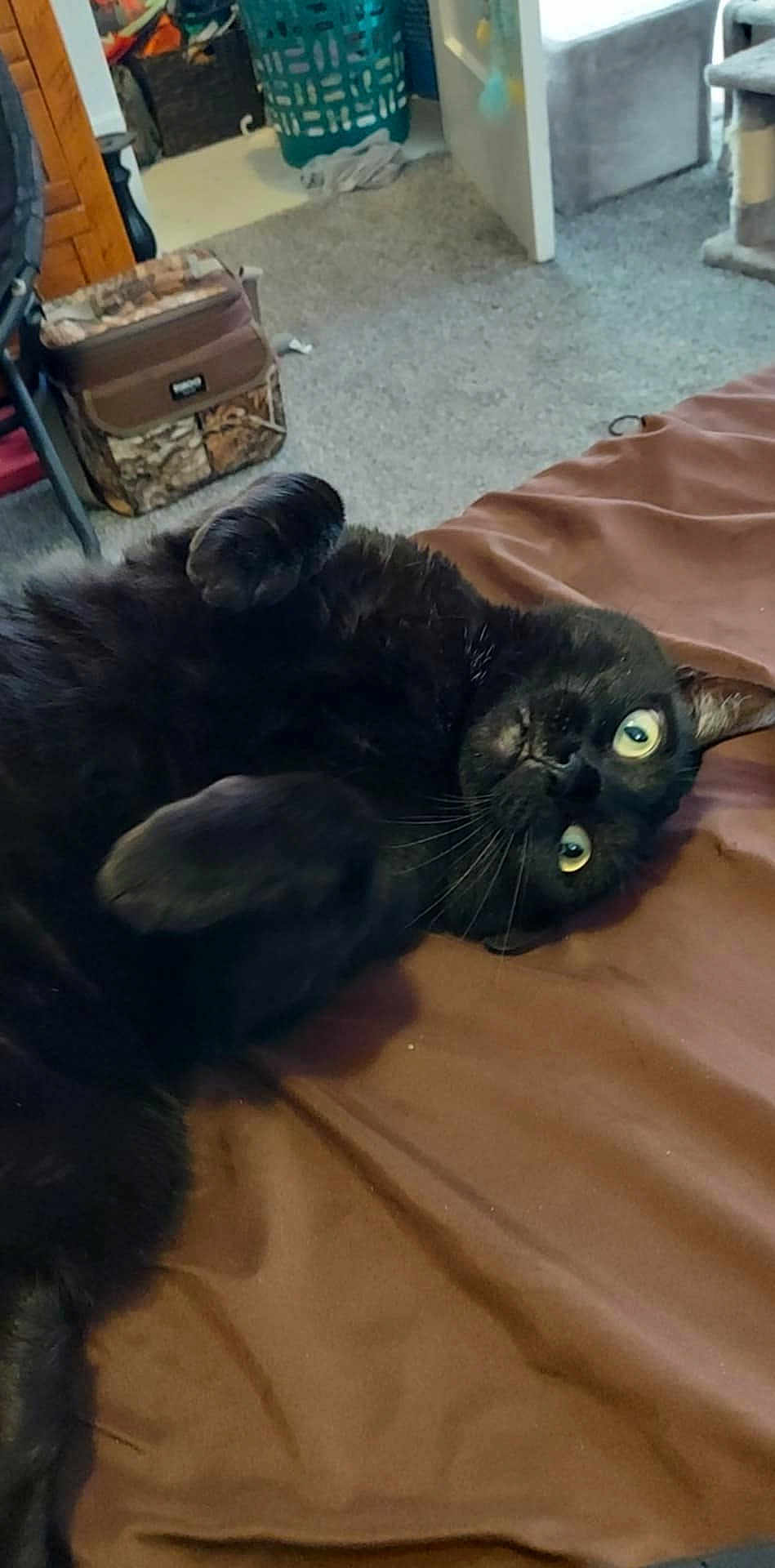 Ebony