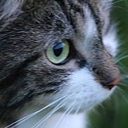 Bebe Boots joined the competition — help win amazing prizes! abyssinian, angora, animal, cat, kitten, manx, pet, siamese, snout