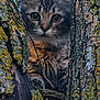 animal, bark, branches, cat, closeup, curious, eyes, forest, fur, kitten, lichen, moss, nature, outdoor, pet, texture, tree, whiskers, wildlife, wood