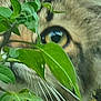 animal, cat, close_up, closeup, curious, eye, feline, fur, green_leaves, leaf, muzzle, natural_light, nature, outdoor, plant, portrait, soft_focus, watchful, whiskers, wildlife