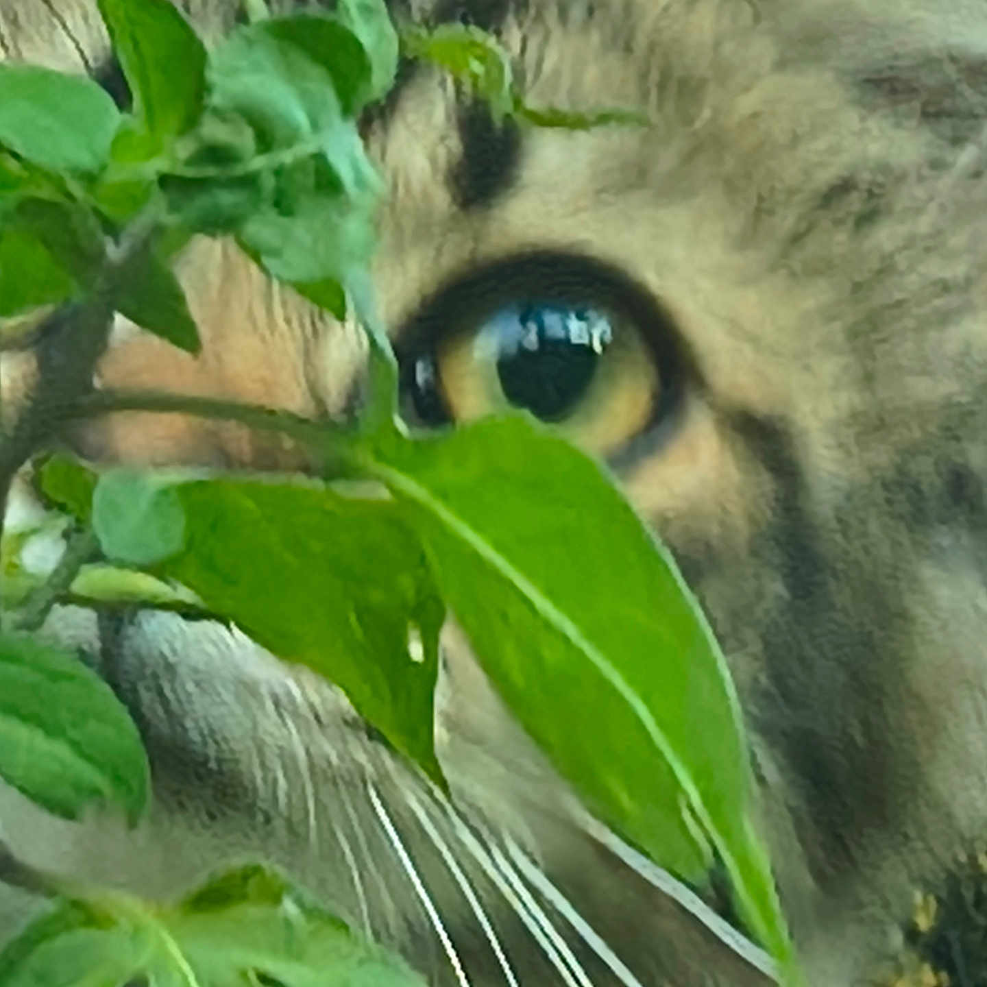 Aggy joined the competition — help win amazing prizes! animal, cat, close_up, closeup, curious, eye, feline, fur, green_leaves, leaf, muzzle, natural_light, nature, outdoor, plant, portrait, soft_focus, watchful, whiskers, wildlife