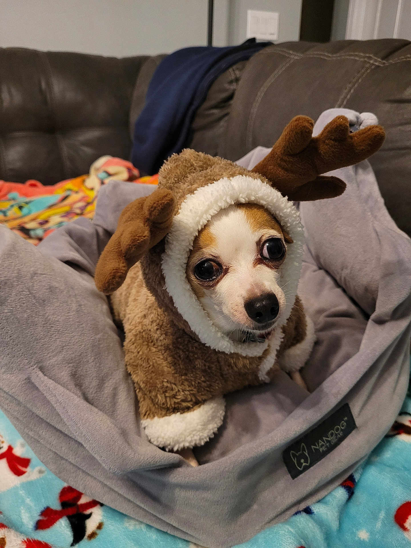 Peanut is registered to the contest to win money with this photo: dog, small_dog, reindeer_costume, costume, pet_bed, blanket, sofa, couch, indoor, living_room, plush, brown_fur, white_fur, big_eyes, nose, cute, cozy, holiday, fabric, portrait