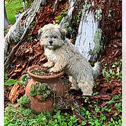 Pete joined the competition — help win amazing prizes! animal, bark, brown, cute, dog, fluffy, garden, grass, greenery, leaf, moss, nature, outdoor, pet, plant, pot, small_dog, tree_trunk, white, wood