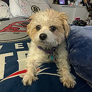 Rocky joined the competition — help win amazing prizes! animal, background, bed, blanket, collar, comfort, cute, dog, domestic, fur, furniture, indoor, pet, pillow, relaxed, resting, room, sleeping_area, small_dog, toy