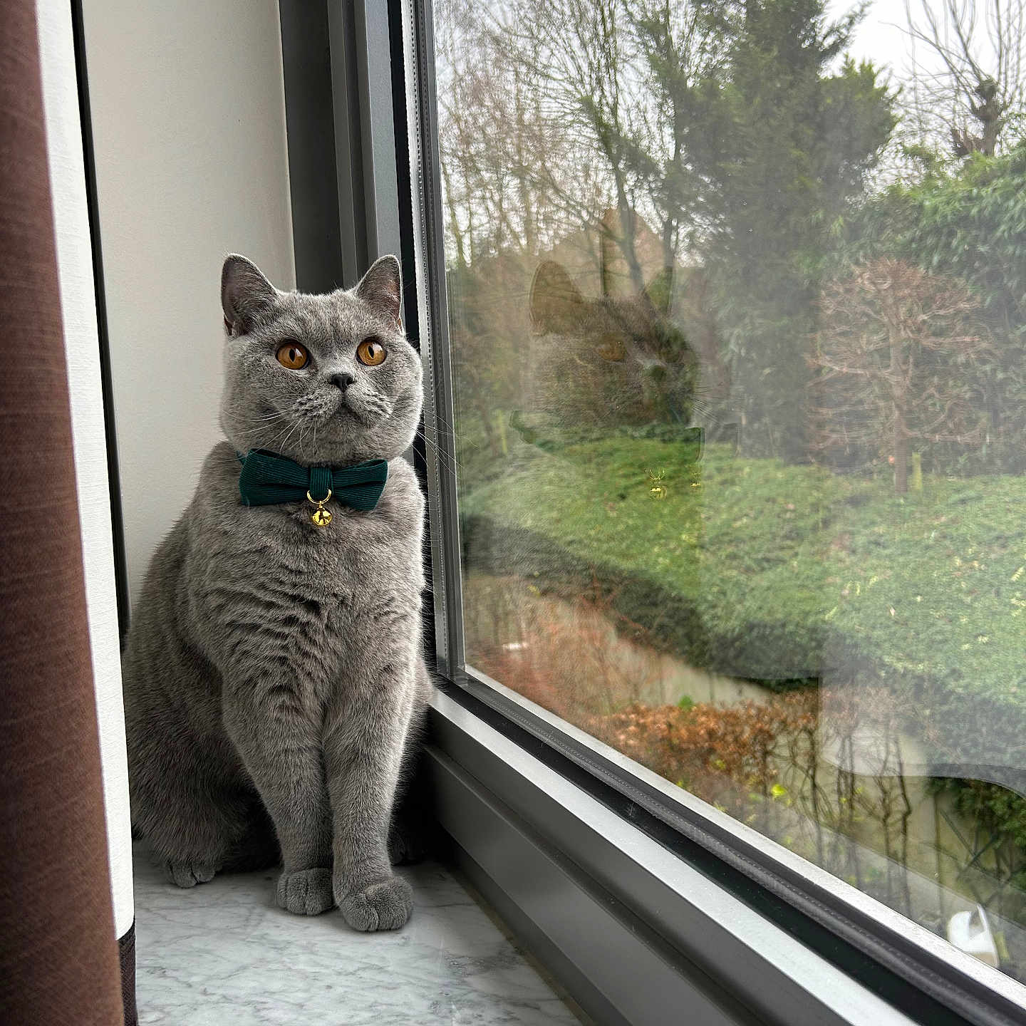 Dumbbell participe au concours pour gagner de l'argent avec cette photo : abyssinian, accessories, animal, cat, egyptiancat, formalwear, homedecor, kitten, linen, manx, pet, picturewindow, plant, tie, tree, window, windowsill