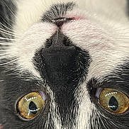 Beans is registered to the contest to win money with this photo: cat, close_up, face, black_and_white, whiskers, nose, eyes, fur, pet, animal, domestic_cat, portrait, cute, macro, upside_down, reflection, yellow_eyes, muzzle, soft_fur, indoor