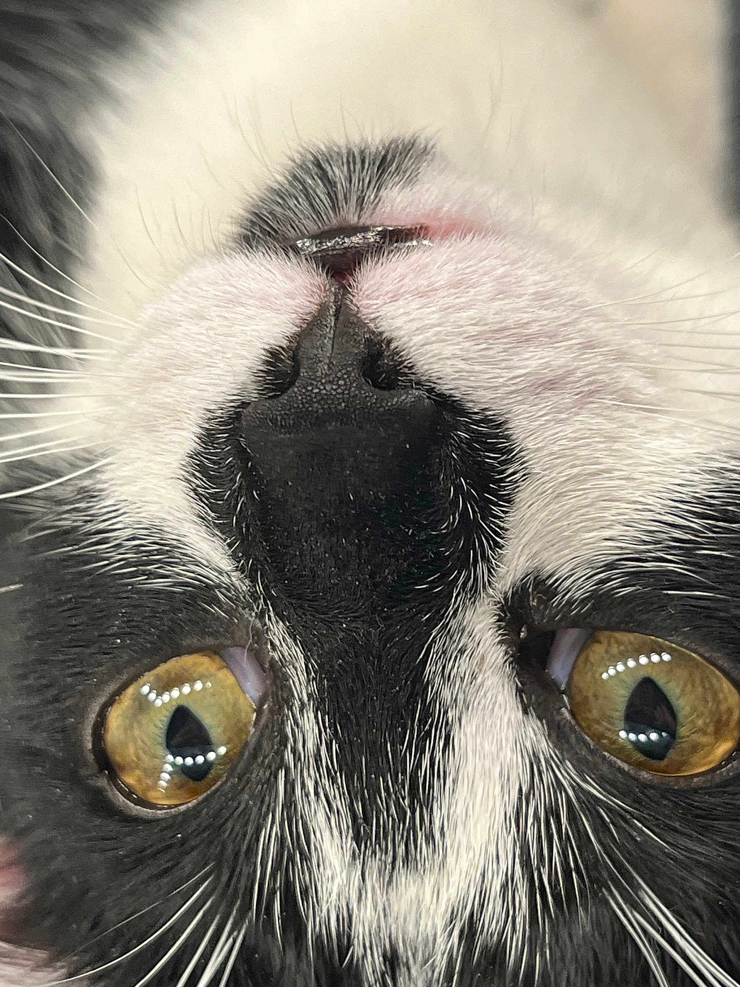 Beans is registered to the contest to win money with this photo: cat, close_up, face, black_and_white, whiskers, nose, eyes, fur, pet, animal, domestic_cat, portrait, cute, macro, upside_down, reflection, yellow_eyes, muzzle, soft_fur, indoor