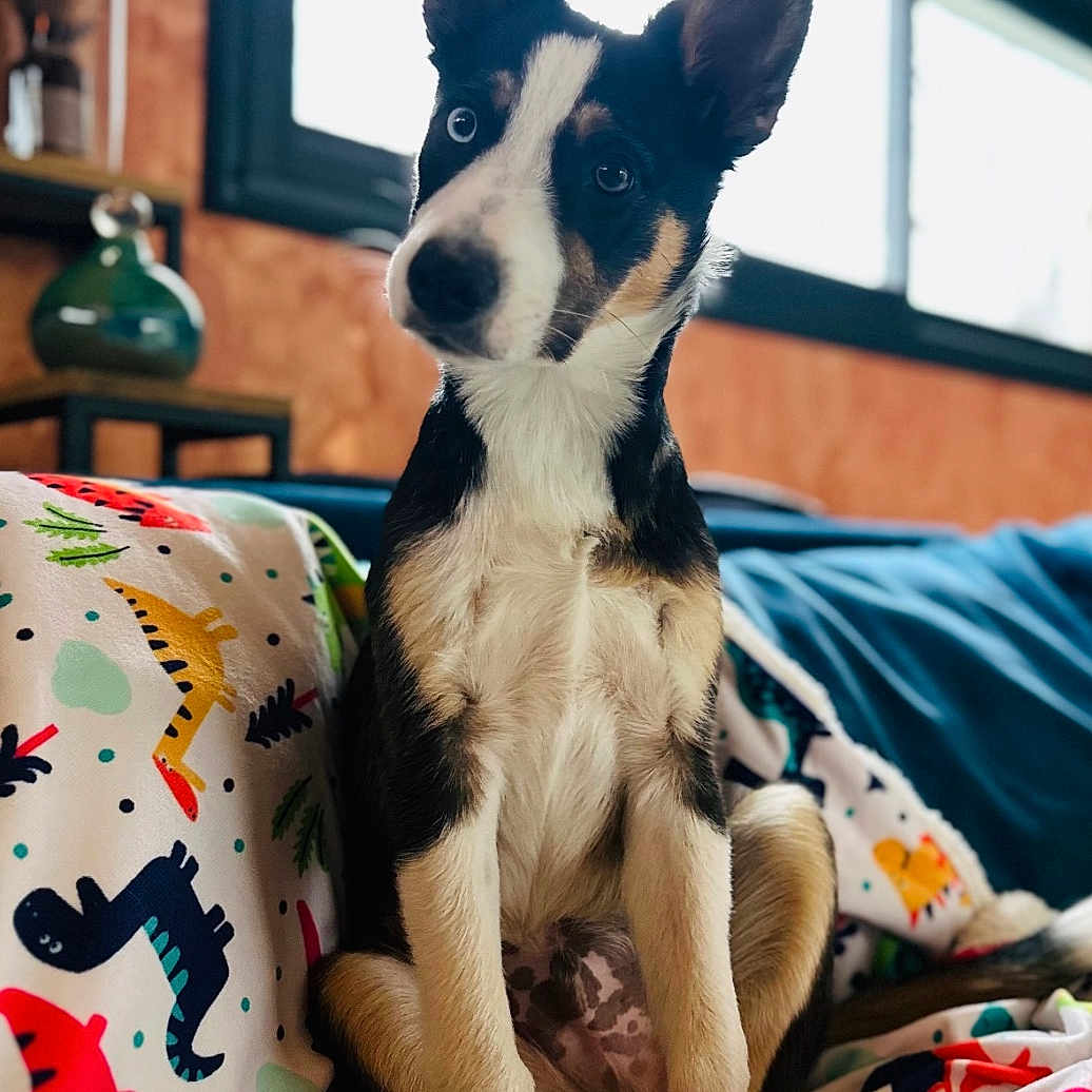 Vegas participe au concours pour gagner de l'argent avec cette photo : animal, attentive, blanket, colorful, cozy, cute, dinosaur_pattern, dog, domestic, ears, fur, furniture, indoor, pet, portrait, puppy, room, sitting, window, young