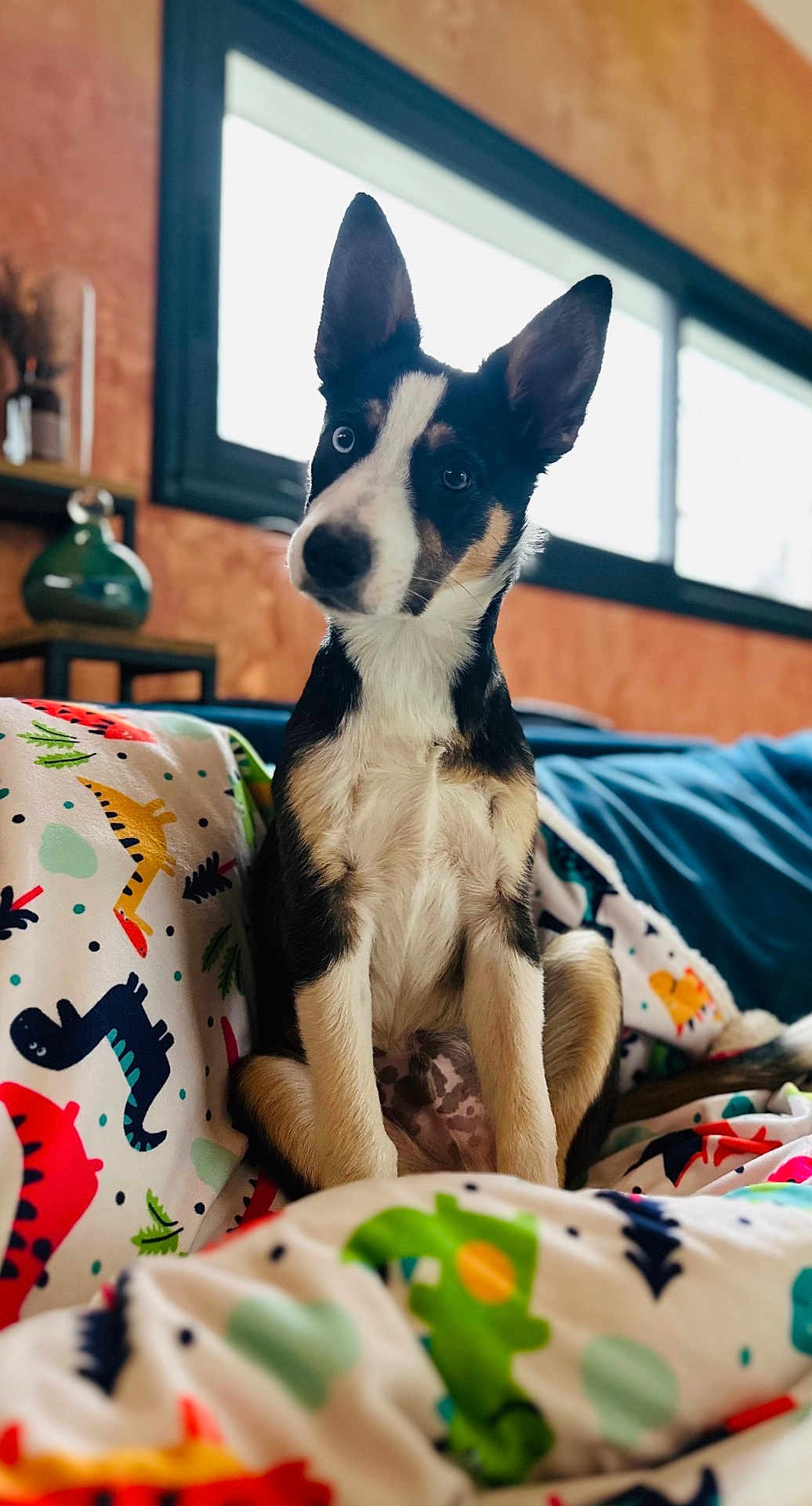 Vegas participe au concours pour gagner de l'argent avec cette photo : dog, puppy, indoor, blanket, colorful, dinosaur_pattern, window, ears, fur, pet, cute, sitting, cozy, animal, young, attentive, furniture, room, portrait, domestic