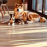 Vegas participe au concours pour gagner de l'argent avec cette photo : dog, puppy, indoor, wooden_floor, sunlight, window, modern_kitchen, pet, animal, relaxing, curious, fluffy, companion, daylight, home, flooring, two_dogs, domestic, resting, shadow