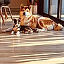 dog, puppy, indoor, wooden_floor, sunlight, window, modern_kitchen, pet, animal, relaxing, curious, fluffy, companion, daylight, home, flooring, two_dogs, domestic, resting, shadow