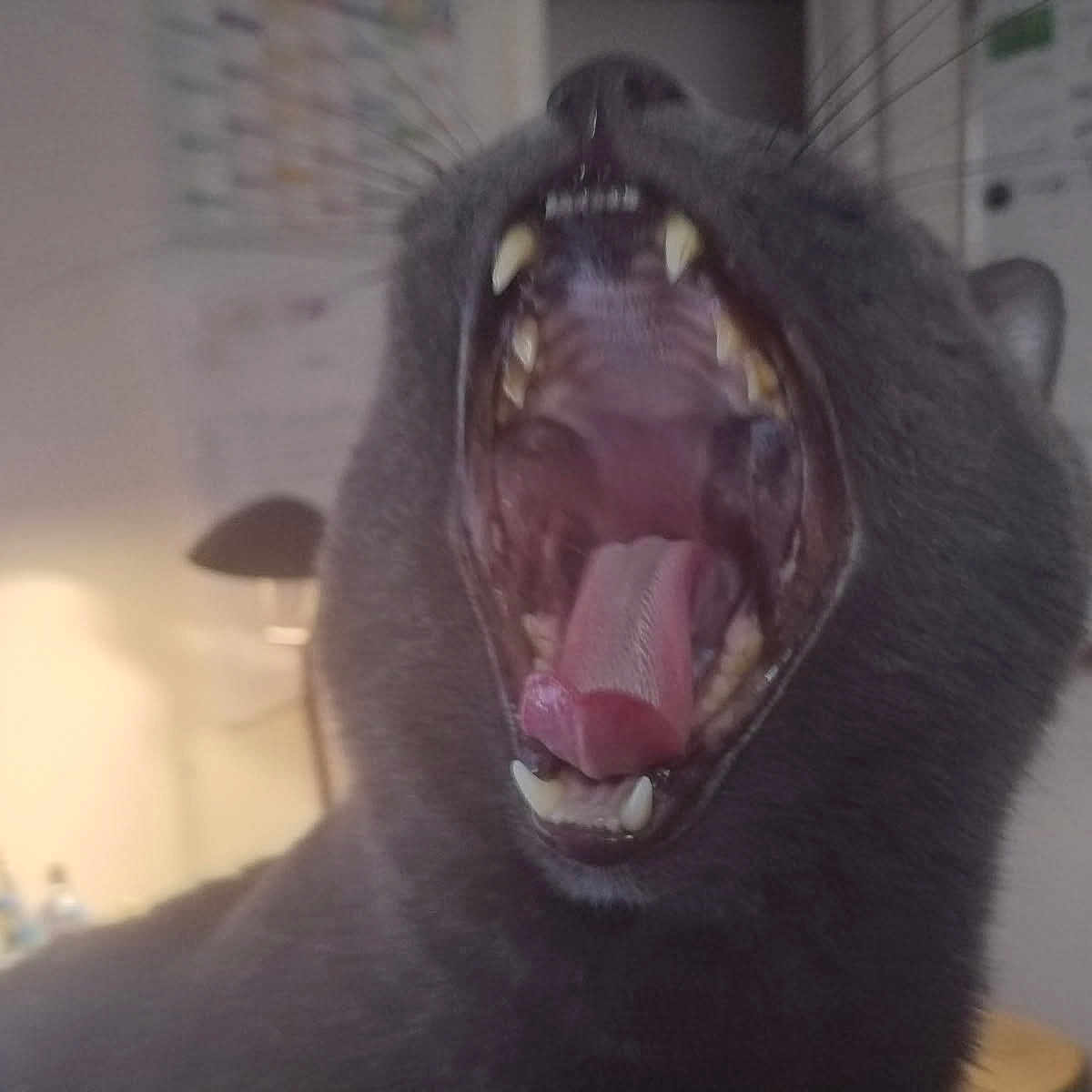 Patate participe au concours pour gagner de l'argent avec cette photo : cat, black_cat, animal, pet, yawning, mouth_open, teeth, tongue, whiskers, indoor, blurred_background, lamp, whiteboard, feline, close_up, fur, cute, domestic_animal, portrait, sleepy
