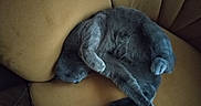 Patate participe au concours pour gagner de l'argent avec cette photo : animal, cat, couch, cozy, curled_up, cute, domestic_cat, fur, furniture, gray_cat, indoor, lazy, paw, pet, relaxed, resting, sleep, sleeping, soft, whiskers