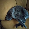 Patate participe au concours pour gagner de l'argent avec cette photo : cat, gray_cat, sleeping, curled_up, cozy, couch, furniture, indoor, pet, animal, relaxed, resting, fur, paw, whiskers, domestic_cat, cute, sleep, lazy, soft