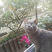 Patate a rejoint le concours — aidez-le/la à gagner de superbes lots ! cat, gray_cat, green_eyes, flowering_plant, pink_flowers, garden, plants, fence, wooden_edge, outdoor, curious, pet, animal, nature, leaves, shrub, daylight, closeup, looking_up, domestic_cat