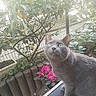 cat, gray_cat, green_eyes, flowering_plant, pink_flowers, garden, plants, fence, wooden_edge, outdoor, curious, pet, animal, nature, leaves, shrub, daylight, closeup, looking_up, domestic_cat