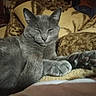 Patate participe au concours pour gagner de l'argent avec cette photo : cat, grey_cat, pet, animal, feline, relaxed, sleepy, indoor, blanket, cozy, fur, paw, resting, cute, mammal, whiskers, ears, closeup, comfort, domestic_animal