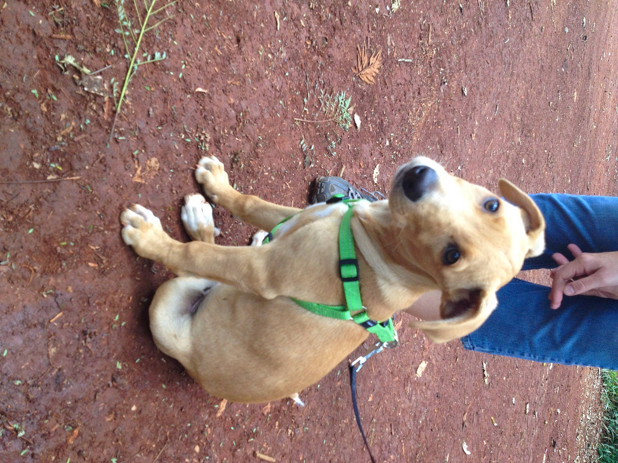 Simba joined the competition — help win amazing prizes! adventure, canidae, carnivore, collar, companion_dog, dog, dog_breed, dog_collar, dog_supply, fashion_accessory, fawn, leash, non_sporting_group, pet_supply, snout, soil, sporting_group, working_animal