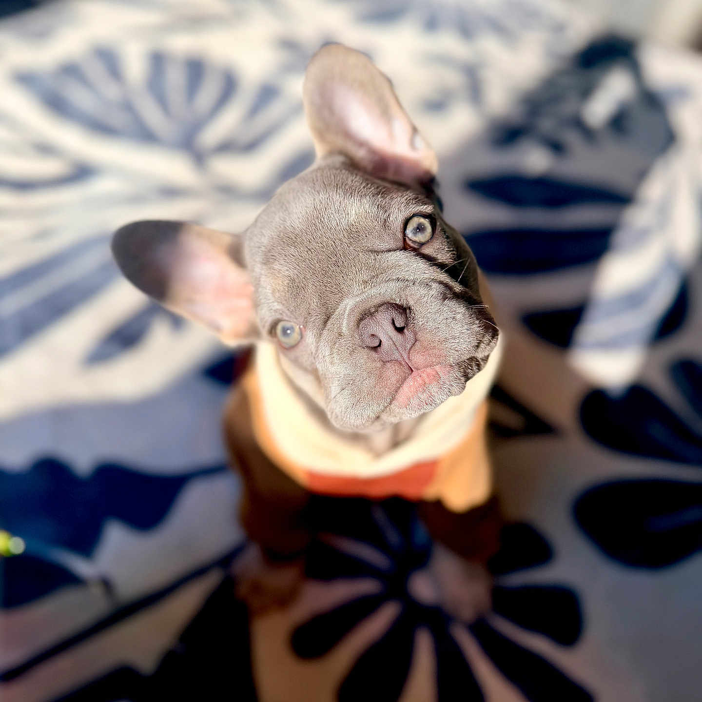 Mr. Wilson