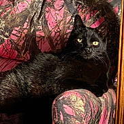 Jagger is registered to the contest to win money with this photo: animal, black_cat, camo, cat, chair, cozy, domestic_cat, feline, fur, household, indoor, looking, patterned_fabric, pet, pink, portrait, relaxed, resting, whiskers, yellow_eyes