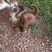 Cita is registered to the contest to win money with this photo: animal, brown, cat, curious, cute, fur, grass, ground, kitten, mammal, nature, outdoor, pet, playful, rocks, small, tail, three, whiskers, young