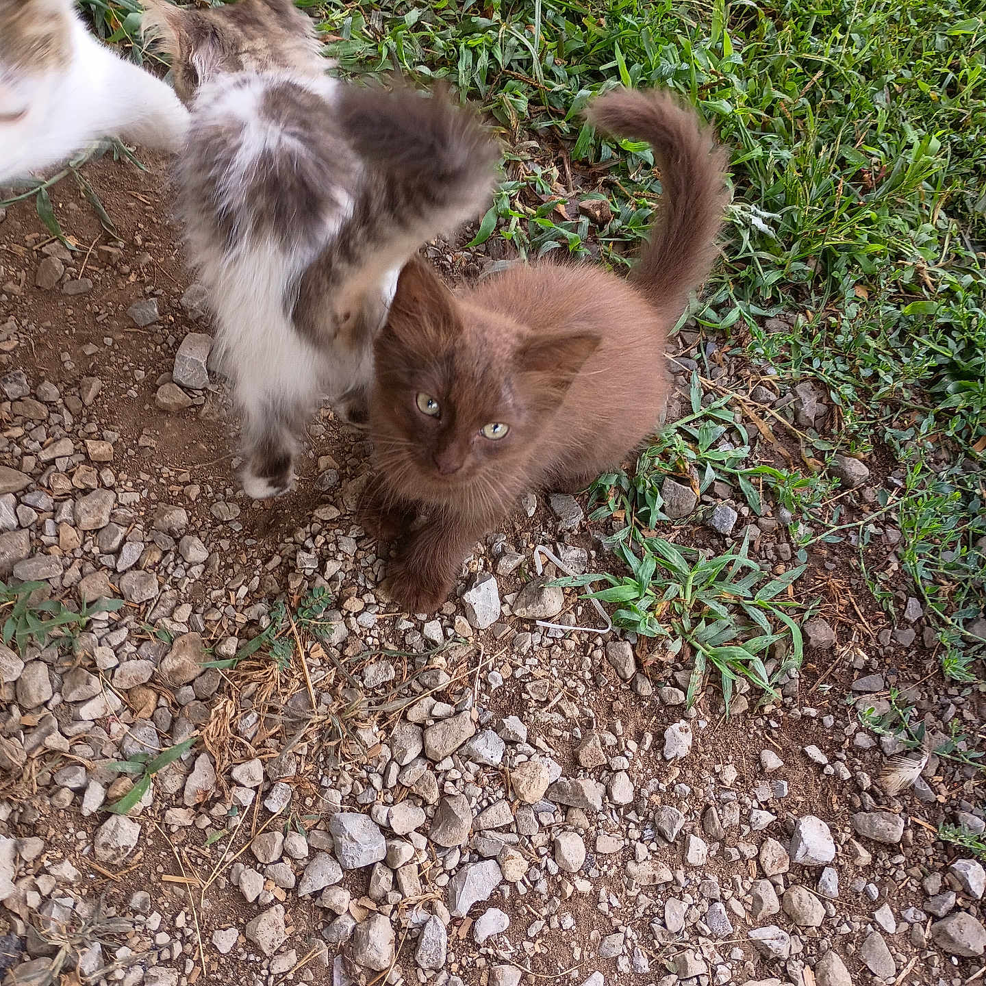 Cita is registered to the contest to win money with this photo: animal, brown, cat, curious, cute, fur, grass, ground, kitten, mammal, nature, outdoor, pet, playful, rocks, small, tail, three, whiskers, young