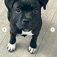 Mabel joined the competition — help win amazing prizes! puppy, dog, black_dog, white_paws, floor, looking_up, pet, young, cute, animal, canine, indoor, adorable, small, fur, ears, nose, eyes, legs, tail
