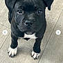 puppy, dog, black_dog, white_paws, floor, looking_up, pet, young, cute, animal, canine, indoor, adorable, small, fur, ears, nose, eyes, legs, tail