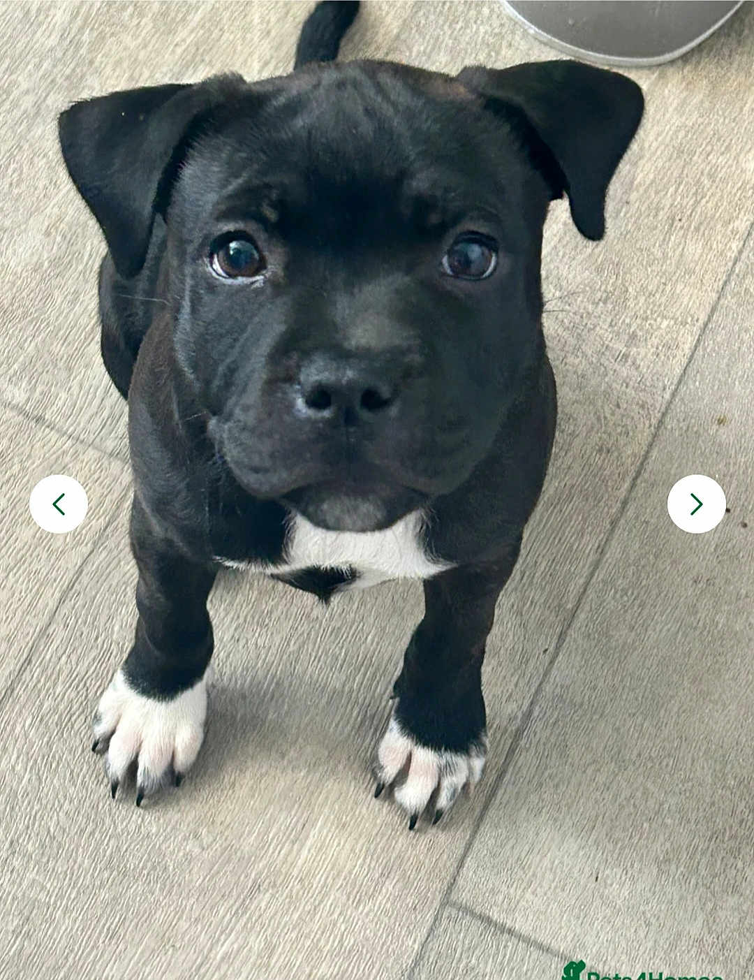 Mabel joined the competition — help win amazing prizes! puppy, dog, black_dog, white_paws, floor, looking_up, pet, young, cute, animal, canine, indoor, adorable, small, fur, ears, nose, eyes, legs, tail