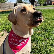 Casper joined the competition — help win amazing prizes! bandana, close_up, dog, fence, funny, garden, grandma, grass, house, labrador, outdoor, pet, pink_bandana, portrait, sitting, suburban, sunlight, tongue, tree, yellow_lab