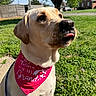 bandana, close_up, dog, fence, funny, garden, grandma, grass, house, labrador, outdoor, pet, pink_bandana, portrait, sitting, suburban, sunlight, tongue, tree, yellow_lab