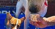 Casper is registered to the contest to win money with this photo: animal_portrait, blue_water, brick_wall, close_up, cup, curious, dogs, frozen_treat, funny, house_exterior, human_hands, labrador, mixed_breed, outdoor, puppies, sharing, summer, sunlight, swimming_pool, treat