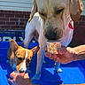 animal_portrait, blue_water, brick_wall, close_up, cup, curious, dogs, frozen_treat, funny, house_exterior, human_hands, labrador, mixed_breed, outdoor, puppies, sharing, summer, sunlight, swimming_pool, treat