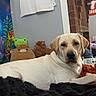 Casper joined the competition — help win amazing prizes! animal, basketball_jersey, bed, bedroom, blanket, brown, cozy, dog, home, indoors, labrador, looking_at_camera, lying_down, pet, plush_toys, portrait, sports, stuffed_animals, white, yellow_lab