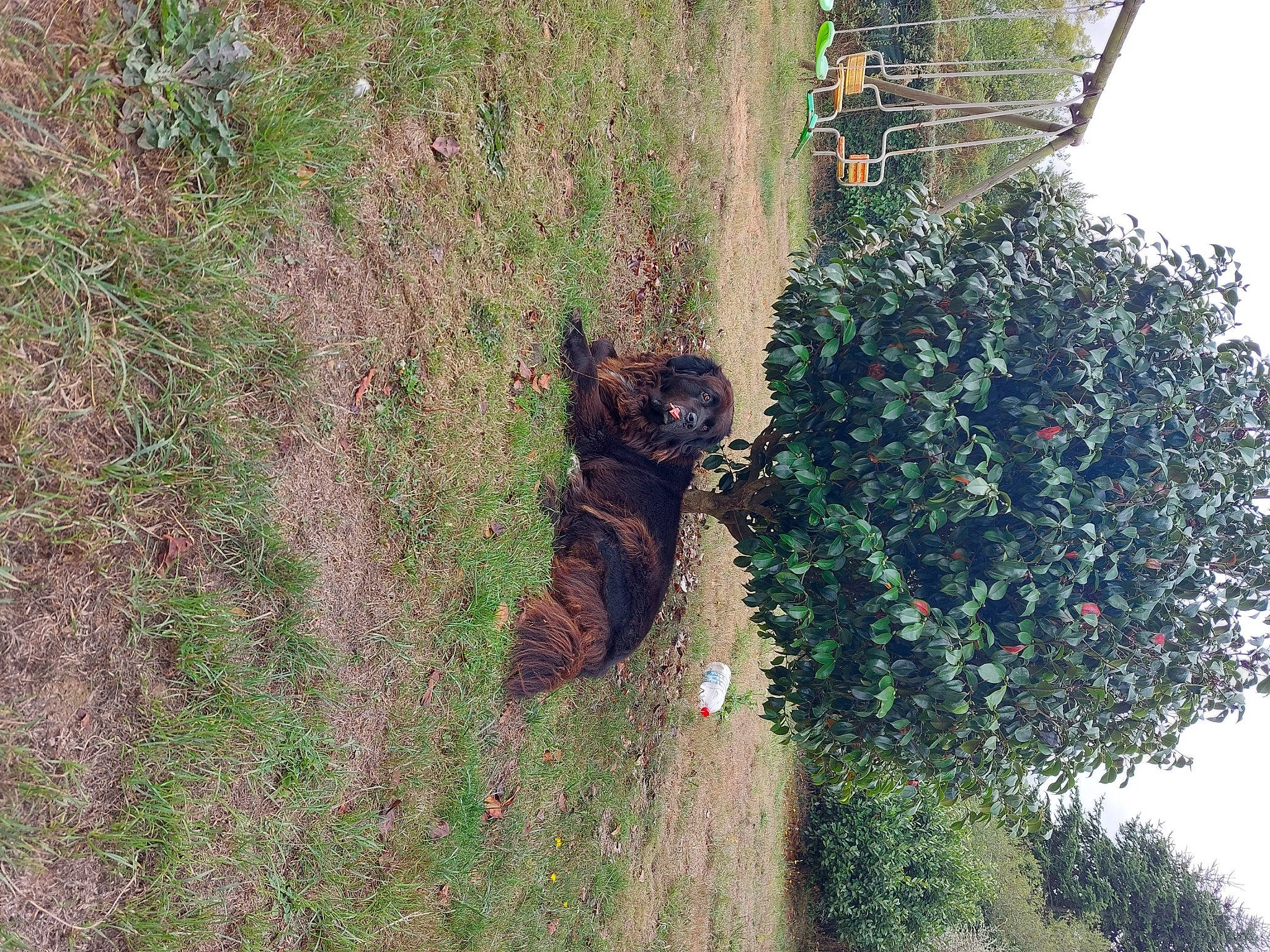 Belle a rejoint le concours — aidez-le/la à gagner de superbes lots ! canidae, carnivore, dog, extreme_sport, fawn, grass, landscape, plant, shadow, shrub, sky, slope, soil, sporting_group, tree, trunk, vegetation, wildlife, wood, woody_plant