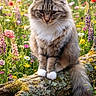 animal, cat, dappled_light, fluffy, forest, garden, log, meadow, moss, nature, outdoors, pet, portrait, sitting, sunlight, tabby_cat, tail, tree, whiskers, wildflowers