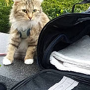 Chipie participe au concours pour gagner de l'argent avec cette photo : animal, bag, bushes, cat, closeup, curious, daylight, feline, fur, grass, greenery, harness, leisure, nature, outdoor, pet, resting, sitting, stone_surface, towel