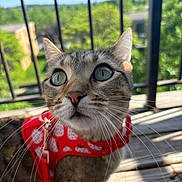 Tilly is registered to the contest to win money with this photo: cat, pet, animal, close_up, outdoor, harness, wooden_deck, railing, greenery, daylight, sky, whiskers, curious, feline, ears, eyes, nature, sunlight, leash, portrait