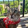 cat, pet, animal, close_up, outdoor, harness, wooden_deck, railing, greenery, daylight, sky, whiskers, curious, feline, ears, eyes, nature, sunlight, leash, portrait