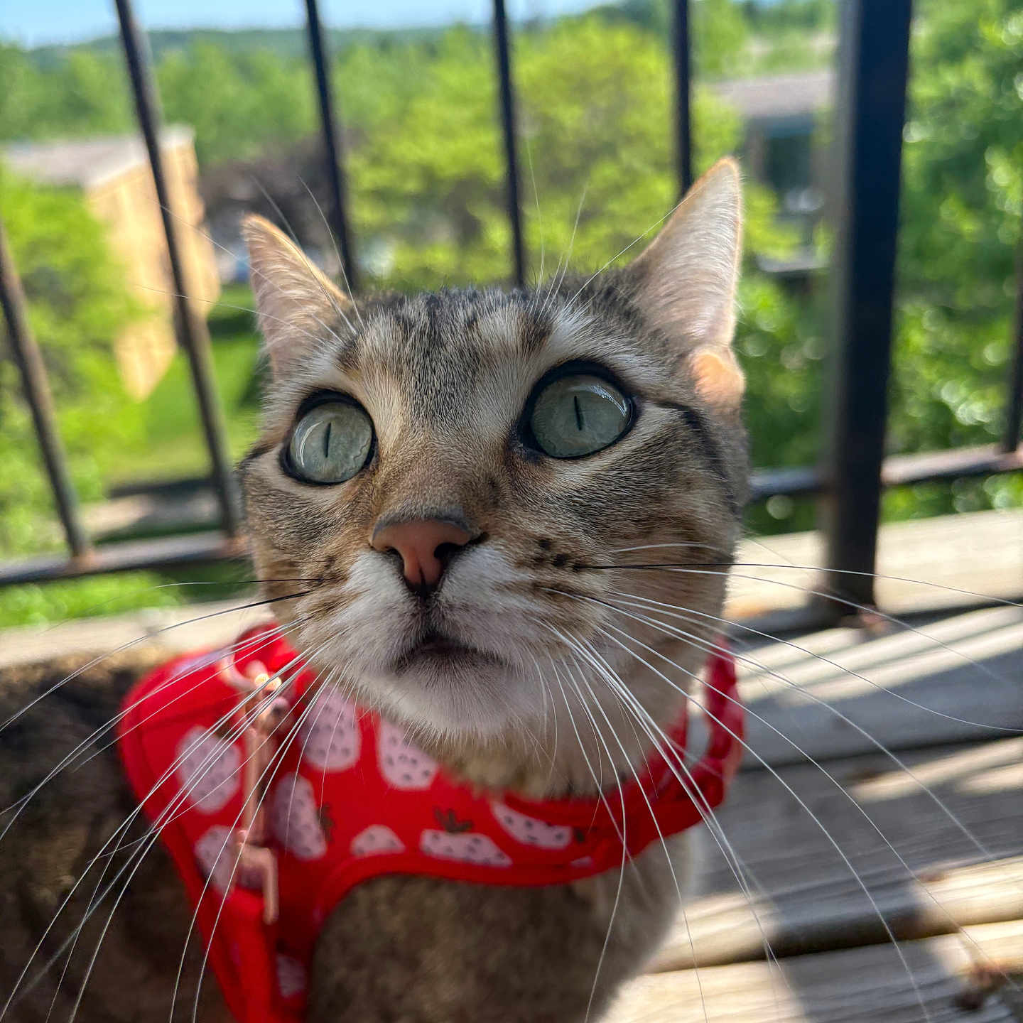 Tilly