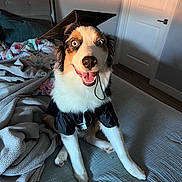 Lucas joined the competition — help win amazing prizes! animal, bed, blanket, canine, celebration, costume, cute, dog, four_legs, fur, graduation_cap, graduation_gown, happy, headwear, indoor, paw, pet, portrait, room, smiling