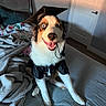 dog, graduation_cap, graduation_gown, bed, blanket, indoor, happy, smiling, pet, fur, canine, portrait, celebration, costume, animal, headwear, cute, four_legs, paw, room