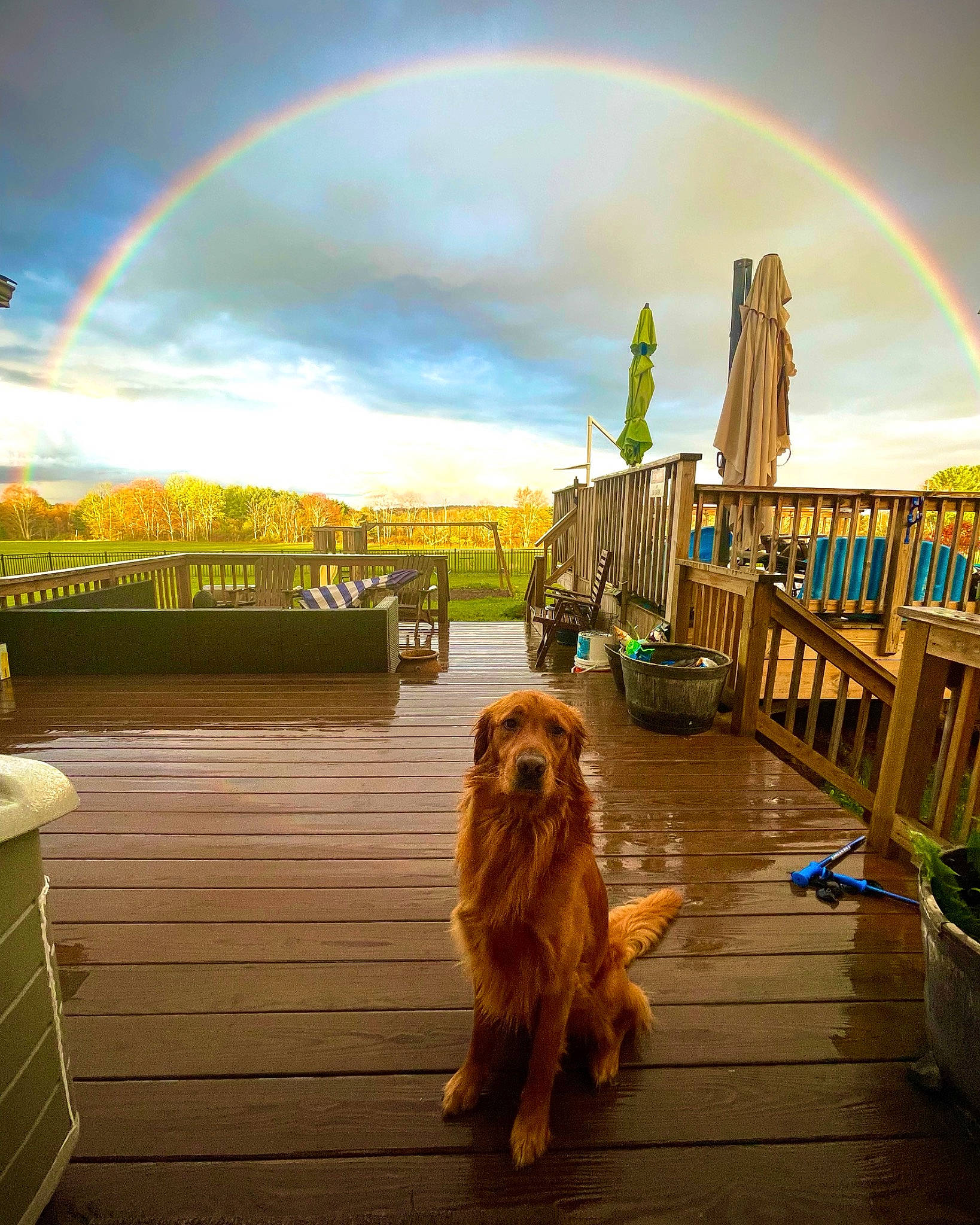 Brody joined the competition — help win amazing prizes! carnivore, cloud, companion_dog, dog, dog_breed, fawn, flowerpot, green, houseplant, landmark, landscape, light, morning, natural_landscape, nature, photograph, plant, rainbow, sky, wood