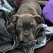 Romy is registered to the contest to win money with this photo: animal, canine, car_seat, closeup, clothing, cute, dog, ears, eyes, fabric, fur, indoor, pet, puppy, relaxed, resting, sleepy, snout, texture, young