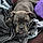Romy
