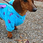 Chipo participe au concours pour gagner de l'argent avec cette photo : dog, dachshund, puppy, pet, animal, hoodie, clothing, blue, purple, leash, outdoor, gravel, path, leaves, fall, autumn, small_dog, mammal, walking, cute